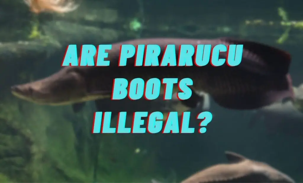are pirarucu boots illegal